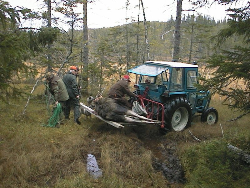 2000 Kneoksen Stakkjolen_4.jpg - Kåres traktor med silosvansen kom til nytte for frakt av både okse og skytter, - som hadde vridd kneet ut av funksjon